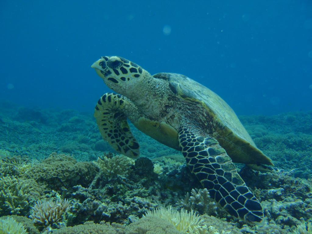 Okinawa Resort Zamami Dış mekan fotoğraf